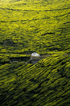 A white car travels along a winding road through vibrant green tea plantations.