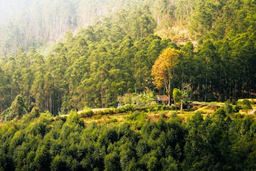 Immagine gratuita di alberi, collina, foresta