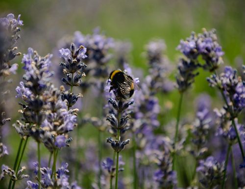 Free A bumblebee perched on blooming lavender flowers in a vibrant rural field. Nature scene with purple hues. Stock Photo