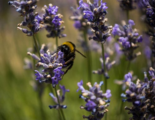 A bee is sitting on a lavender plant