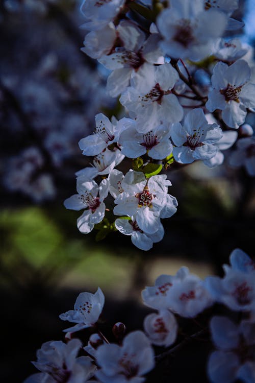 one white flowers with sun