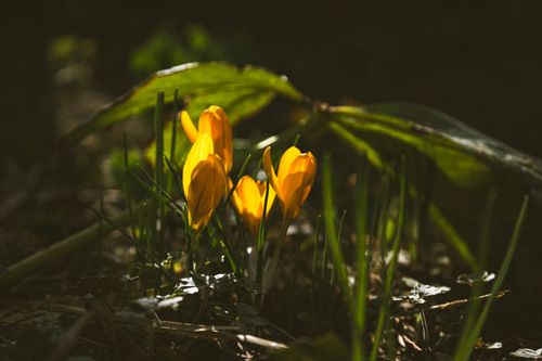 Free Close-up of vibrant yellow crocuses blooming in Budapest's springtime garden. Stock Photo