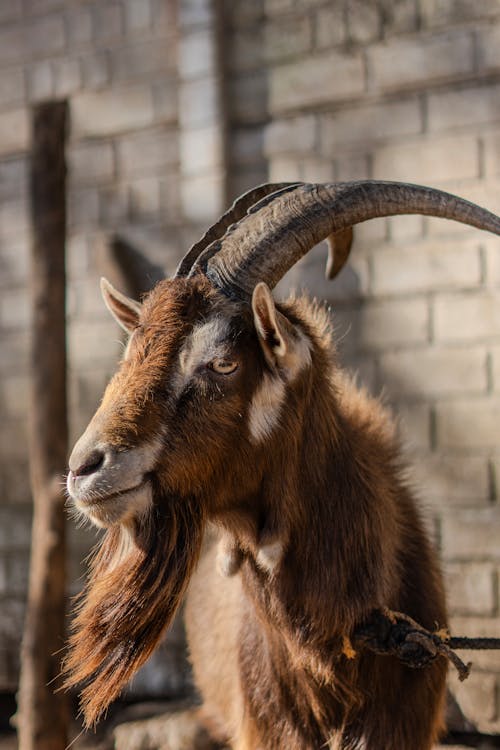 Guatemalan Goat at Villa Canales