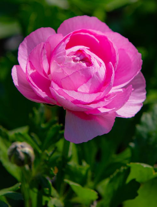 Foto d'estoc gratuïta de enfocament selectiu, flor, fons de pantalla per al mòbil