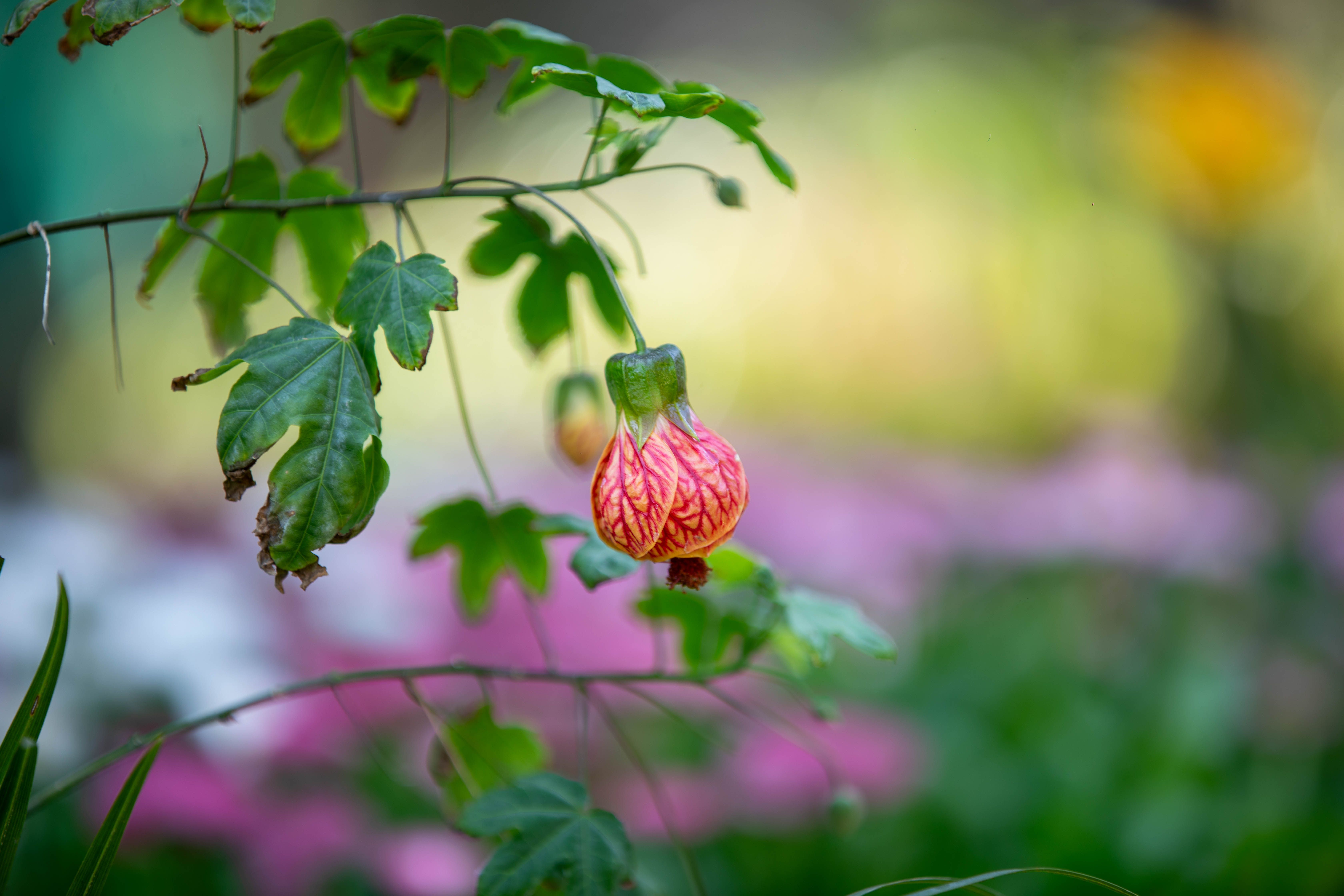 Close-up of an Abutilon pictum flower with orange petals and green maple-like leaves — flowering maple tree identification