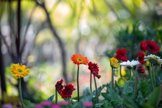 A colorful cluster of gerbera daisies with bokeh background in a serene garden.