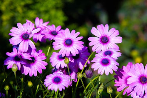 Foto stok gratis berkembang, bunga aster afrika, bunga ungu