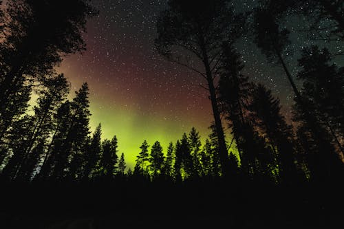 The aurora bore is seen in the sky above trees