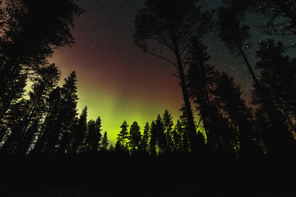 Aurora Borealis Seen From Beneath The Trees Free Stock Photo aurora-borealis-seen-from-beneath-the-trees-free-stock-photo