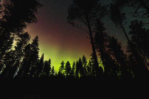 Free Captivating view of the aurora borealis illuminating a forest in Oulu, Finland at night. Stock Photo