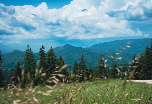 A mountain road with trees and grass under a blue sky