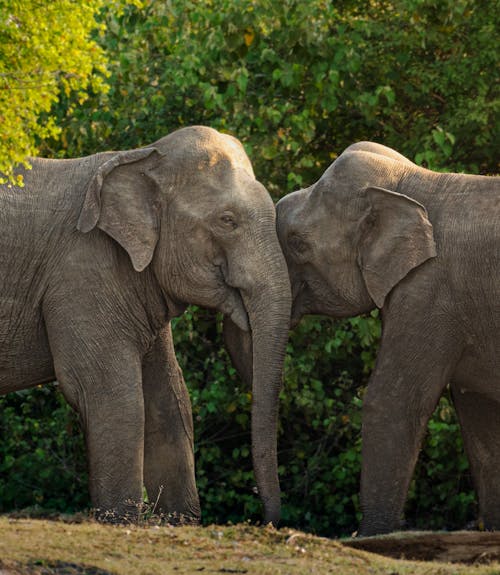 Two elephants are touching each other's trunks