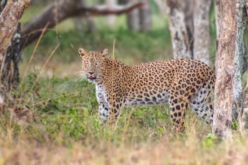 Gratis stockfoto met bomen, cheetah, dierenfotografie