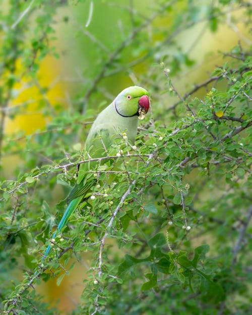 Kostnadsfri bild av buske, djurfotografi, fågel