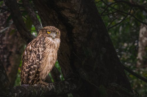 Free An owl sitting on a tree branch with a large yellow eye Stock Photo