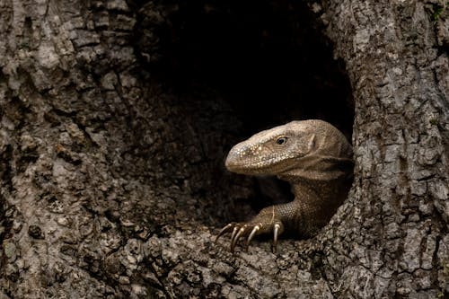 A lizard peeking out of a hole in a tree