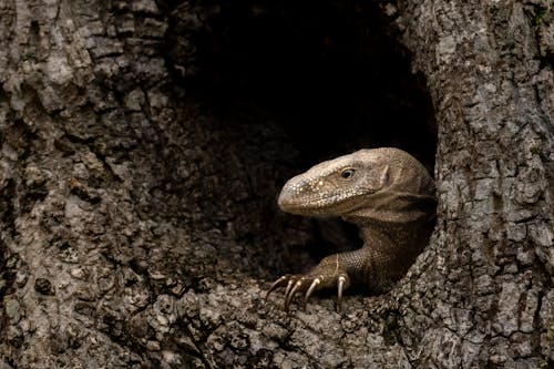 Gratis stockfoto met dierenfotografie, gat, hoofd