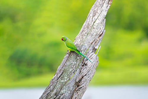 나무, 녹색 배경, 동물 사진의 무료 스톡 사진