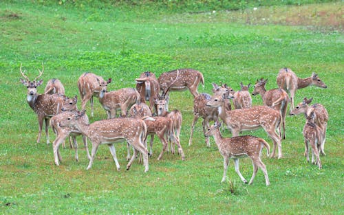 A herd of deer in a field