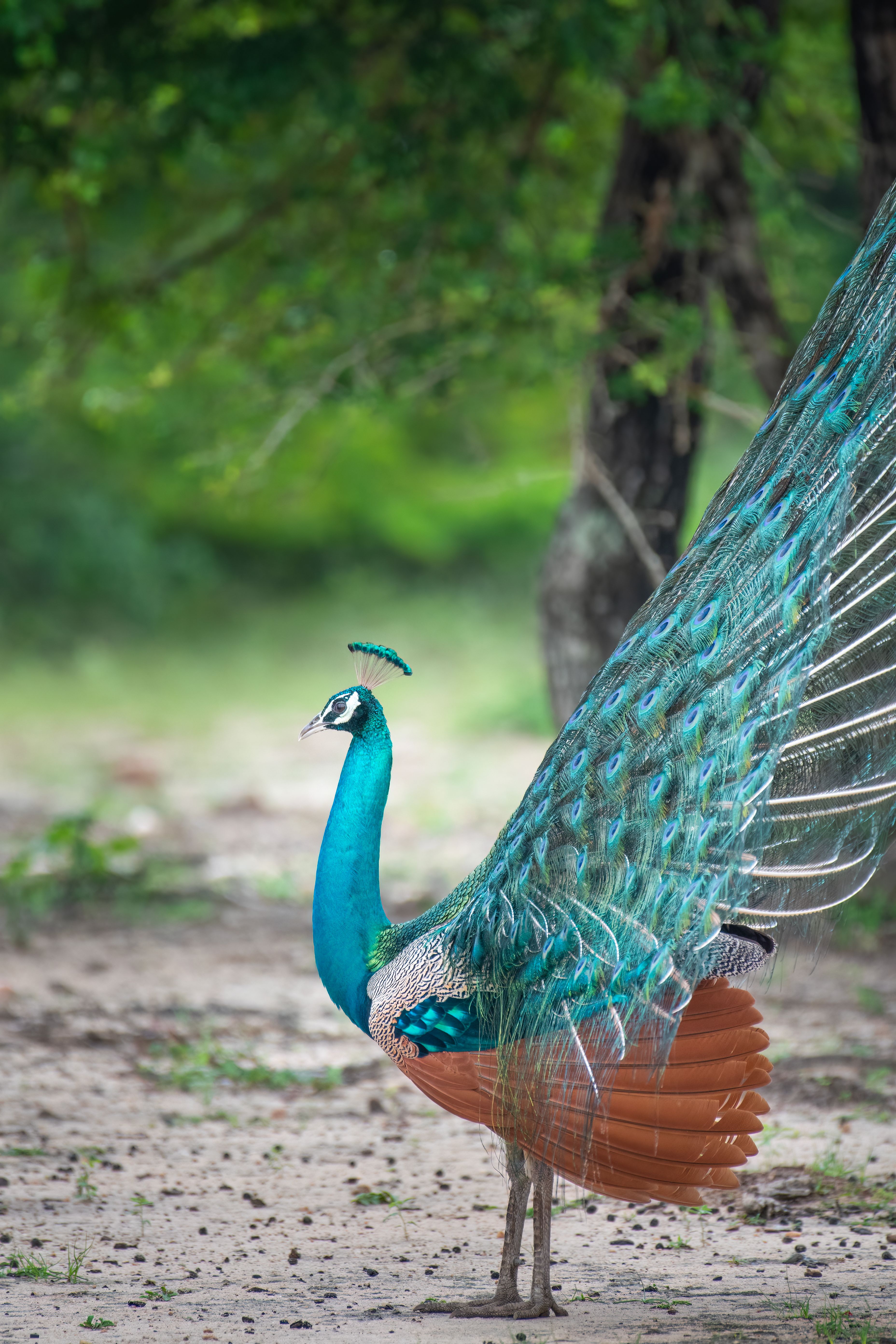 Peacock in Nature · Free Stock Photo