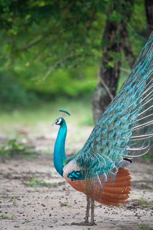 Foto stok gratis alam, burung, ekor