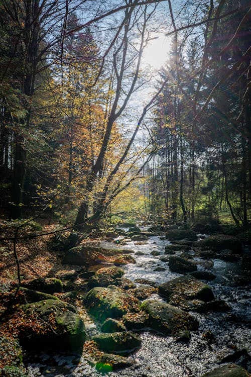 A stream in the woods with trees and sun