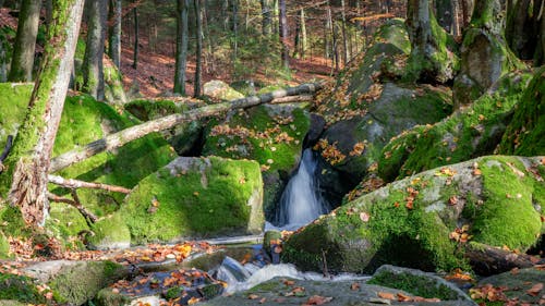 A stream flowing through the woods with moss and rocks