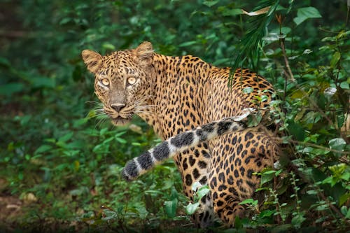 Gratis stockfoto met achtergrond, cheetah, dierenfotografie