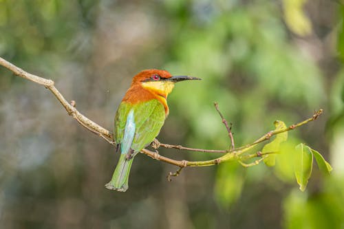 Gratis stockfoto met dierenfotografie, kastanjekopbijeneter, natuur