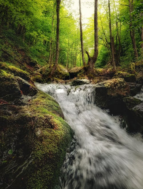 Kostenloses Stock Foto zu bäume, bewegungsunschärfe, fließendes wasser