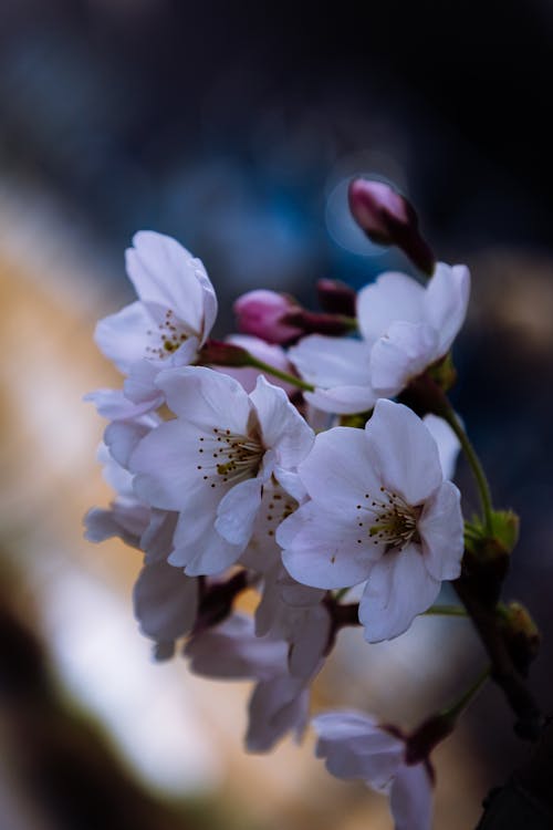 Close up blossom