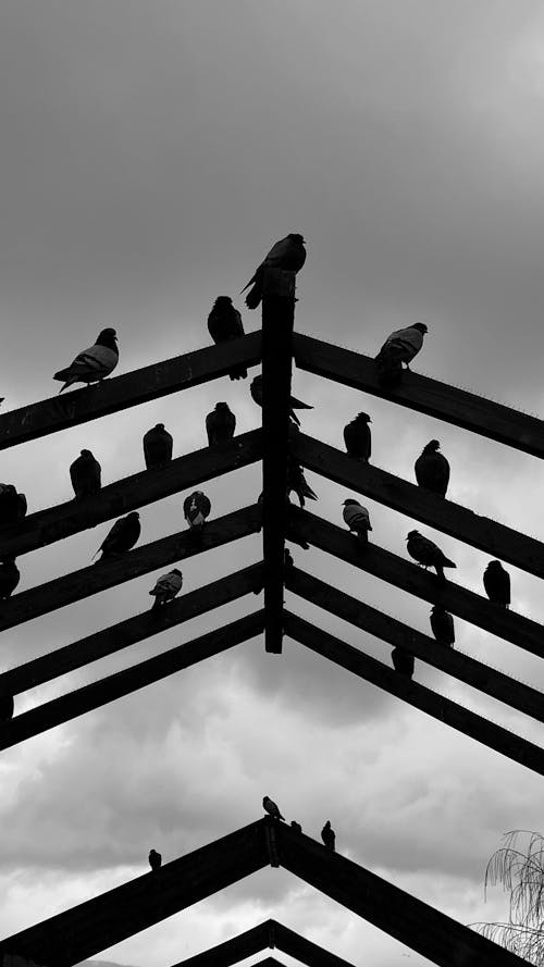 avrasya yakalı güvercin, beyaz ve siyah, estetik içeren Ücretsiz stok fotoğraf