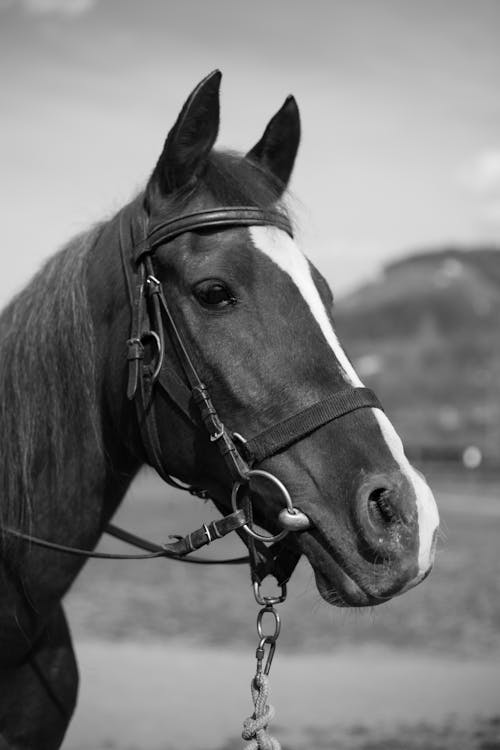 Fotobanka s bezplatnými fotkami na tému čierny a biely, hlava, kôň