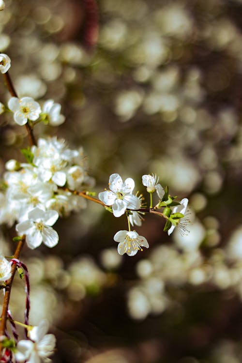 A close up of white flowers on a branch