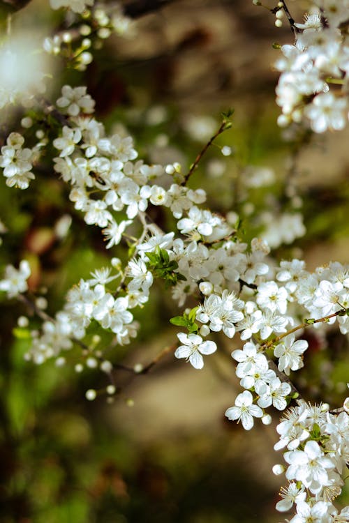 Бесплатное стоковое фото с белый цветок, вертикальный выстрел, весна