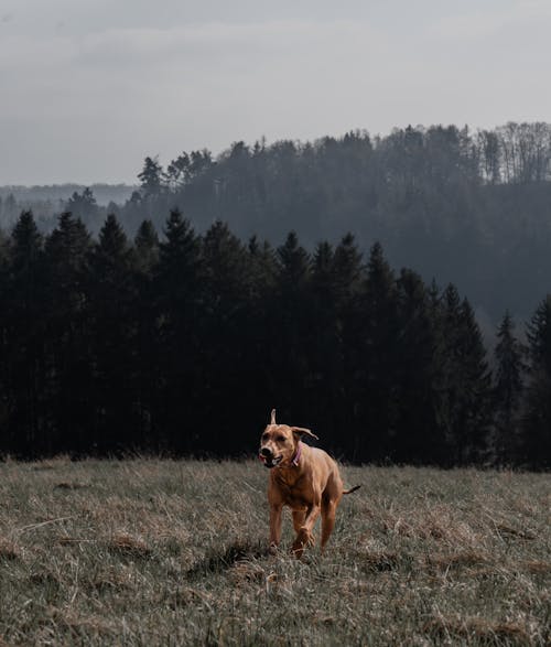 Gratis arkivbilde med dyrefotografering, gressmark, hund