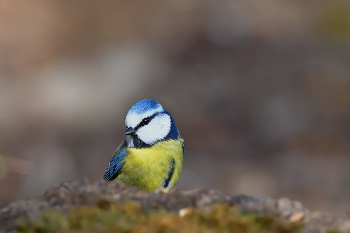 Kostenloses Stock Foto zu blaumeise, boden, klein