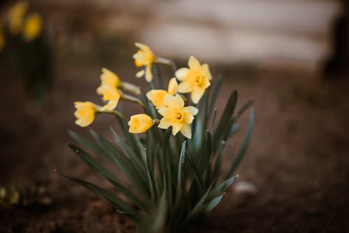 Gratis stockfoto met bloemen, fabrieken, geel