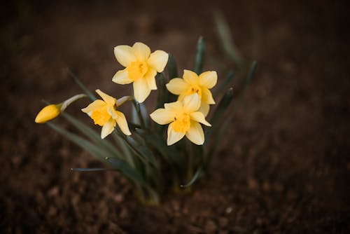 Foto profissional grátis de amarelo, chão, flores