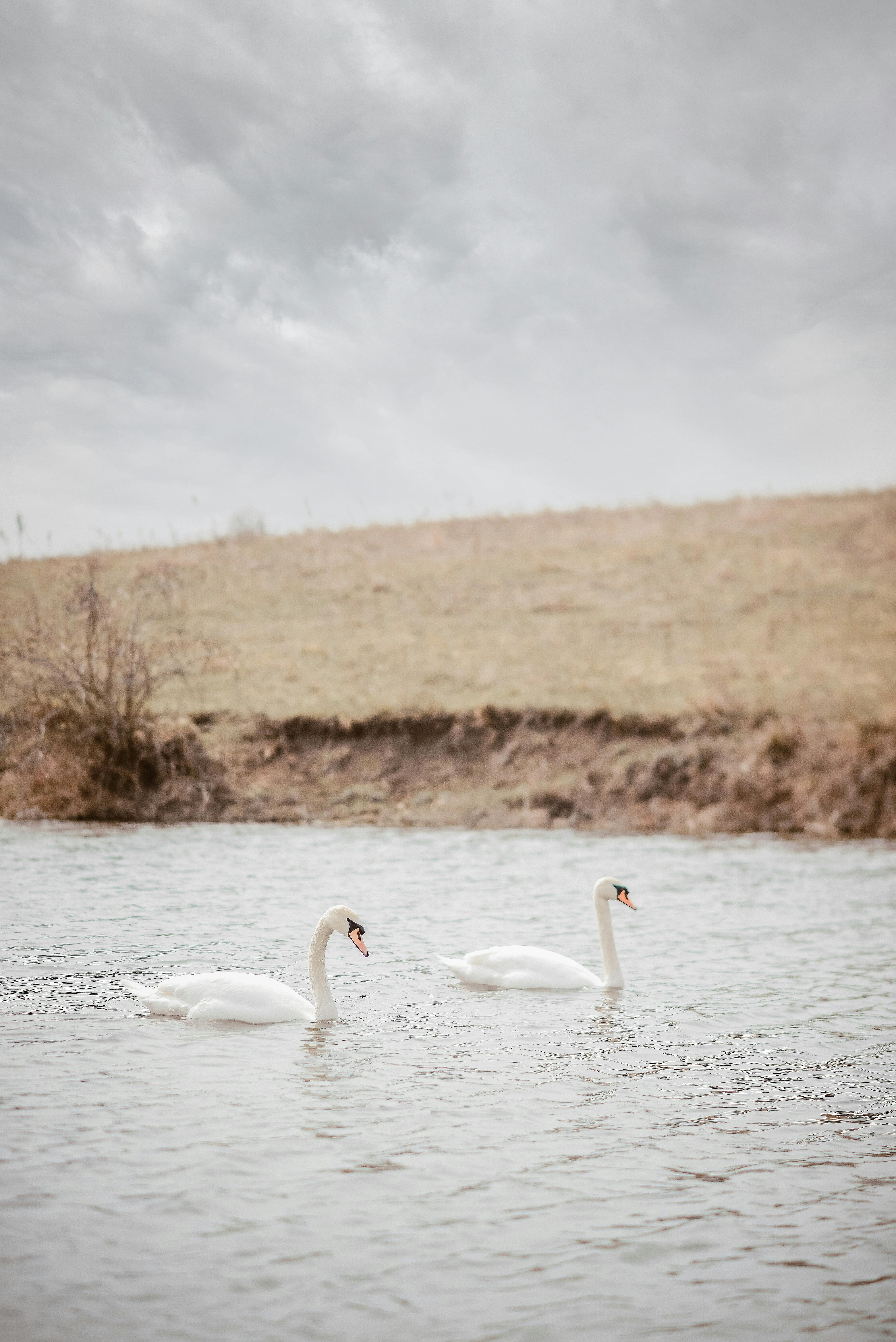 Two white swans gracefully swimming in a peaceful rural lake under a cloudy sky.