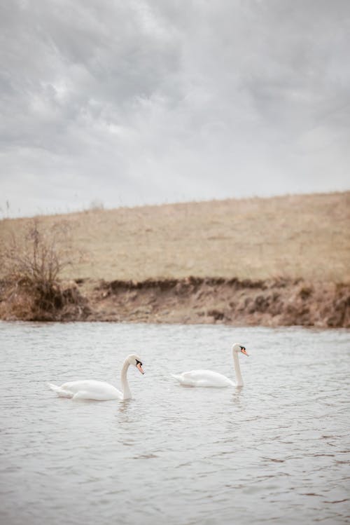 Swans on Lake in Countryside