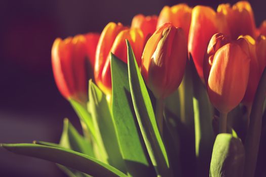 Close-up of red tulips with green leaves in warm sunlight