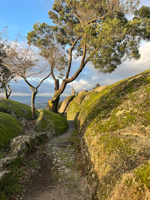 ağaçlar, arazi, bina içeren Ücretsiz stok fotoğraf