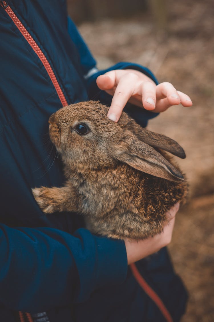 Close-up Of A Person Holding A Rabbit 