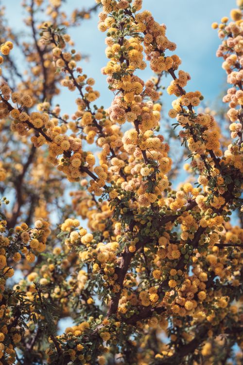 Free Beautiful golden wattle blossoms in full bloom against a clear blue sky, showcasing nature's vibrant beauty. Stock Photo