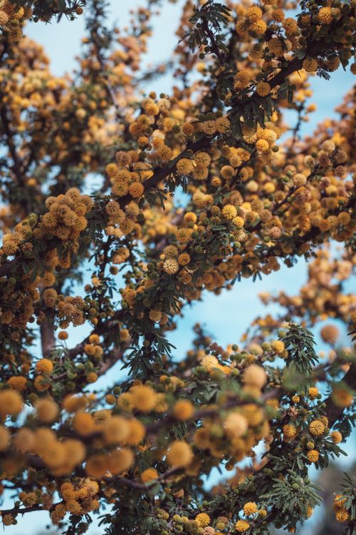 Free A vibrant close-up of a honey mesquite tree with golden blossoms showcasing spring growth. Stock Photo