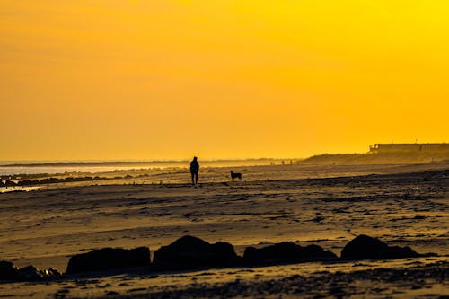 Gratis stockfoto met eigen tijd, hond, huisdieren