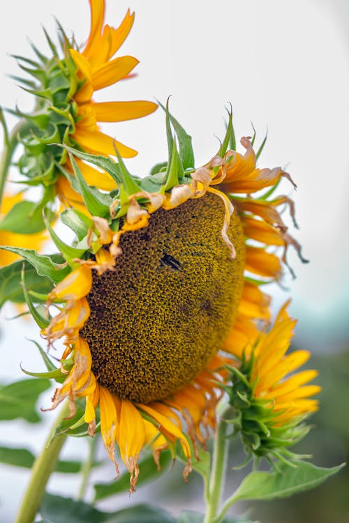 A sunflower with a bee on it's head