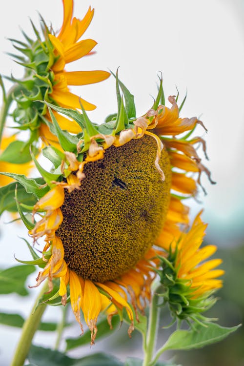 Photos gratuites de beauté, brillant, clairière