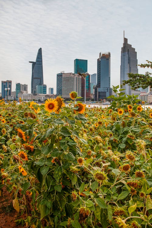 View of Modern Skyscrapers in Ho Chi Minh City in Vietnam